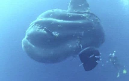 „Uhvaćeno“ čudovište iz „20.000 milja pod morem“ „Uhvaćeno“ čudovište iz „20.000 milja pod morem“