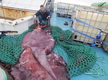 VIDEO: Kako izgleda kolosalna lignja od 350 kg VIDEO: Kako izgleda kolosalna lignja od 350 kg