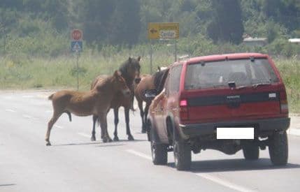 POVODI: Kada se građani samoorganizuju da „kasape“ POVODI: Kada se građani samoorganizuju da „kasape“