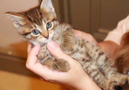 Mačke su pod stresom jer želimo da budu kao psi Mačke su pod stresom jer želimo da budu kao psi