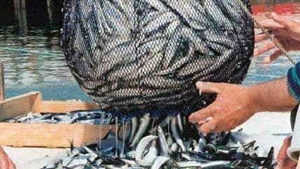 I bivši radnici "Ribarstva" protestuju ispred zgrade Vlade I bivši radnici "Ribarstva" protestuju ispred zgrade Vlade