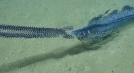 VIDEO: Pronađen najrjeđi oblik života na planeti VIDEO: Pronađen najrjeđi oblik života na planeti