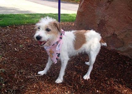 Da li je vaš pas rođeni pesimista? Da li je vaš pas rođeni pesimista?