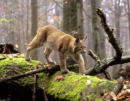 Potraga za risom: Kamere traže šumskog samotnjaka (FOTO) Potraga za risom: Kamere traže šumskog samotnjaka (FOTO)