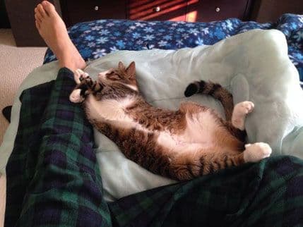 Kako ljubimci "stresiraju"? Kako ljubimci "stresiraju"?