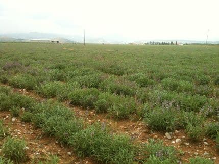Nema čekanja, vrijeme je za berbu plantažiranog ljekovitog bilja Nema čekanja, vrijeme je za berbu plantažiranog ljekovitog bilja