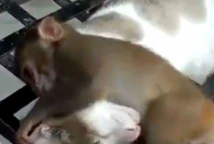 VIDEO: „Dosadno“ majmunče VIDEO: „Dosadno“ majmunče