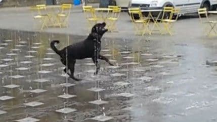 VIDEO: Najsrećniji pas na svijetu VIDEO: Najsrećniji pas na svijetu