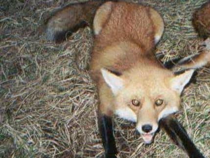 Uspješna prevencija bjesnila Uspješna prevencija bjesnila