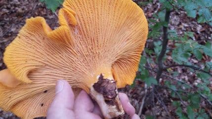 FOTO: Na Veruši pronađena džinovska lisičarka FOTO: Na Veruši pronađena džinovska lisičarka