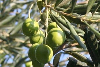 Ni vjerski objekti se neće graditi među maslinama Ni vjerski objekti se neće graditi među maslinama