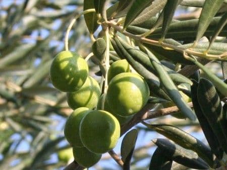 Slab rod maslina u Boki Kotorskoj Slab rod maslina u Boki Kotorskoj