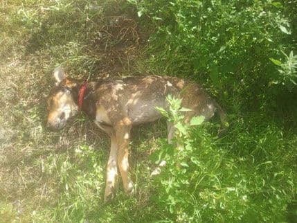 Ivezić: Podnijećemo krivičnu prijavu protiv NN lica zbog trovanja pasa Ivezić: Podnijećemo krivičnu prijavu protiv NN lica zbog trovanja pasa