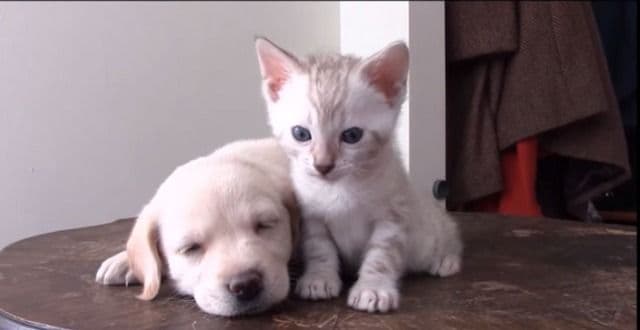 Kako sprijateljiti psa i mačku Kako sprijateljiti psa i mačku