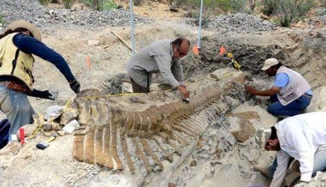 Meksiko: Otkrivena najveća grobnica dinosaurusa na svijetu Meksiko: Otkrivena najveća grobnica dinosaurusa na svijetu