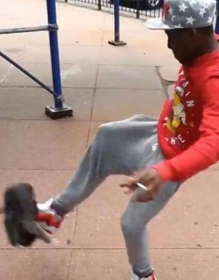 Amerikancu prijeti godinu dana zatvora zbog šutiranja mačke Amerikancu prijeti godinu dana zatvora zbog šutiranja mačke