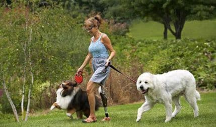 Odviknite psa od povlačenja povoca Odviknite psa od povlačenja povoca