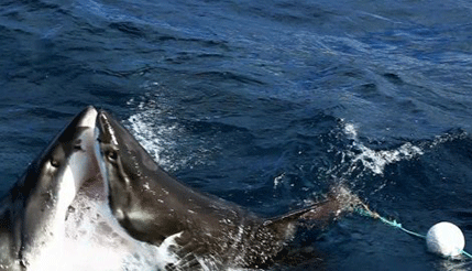 VIDEO: Žestok okršaj dvije bijele ajkule VIDEO: Žestok okršaj dvije bijele ajkule
