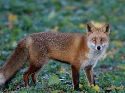 Koliko lisica treba ubiti da bi se suzbilo bjesnilo? Koliko lisica treba ubiti da bi se suzbilo bjesnilo?