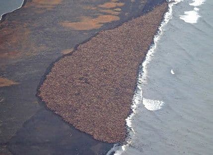 Nesvakidašnji prizor na Aljasci! Nesvakidašnji prizor na Aljasci!