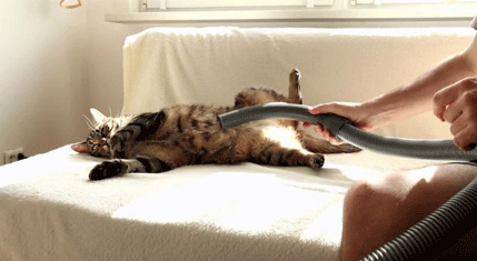 Upoznajte mačka koji obožava usisivač (VIDEO) Upoznajte mačka koji obožava usisivač (VIDEO)