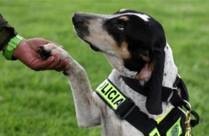 FOTO: Što sada radi pas bivšeg kolumbijskog narko-bosa? FOTO: Što sada radi pas bivšeg kolumbijskog narko-bosa?