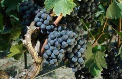 Drugi Javni poziv za podršku vinogradarstvu i vinarstvu Drugi Javni poziv za podršku vinogradarstvu i vinarstvu