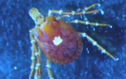 Od ugriza ovog krpelja postaćete vegetarijanci Od ugriza ovog krpelja postaćete vegetarijanci