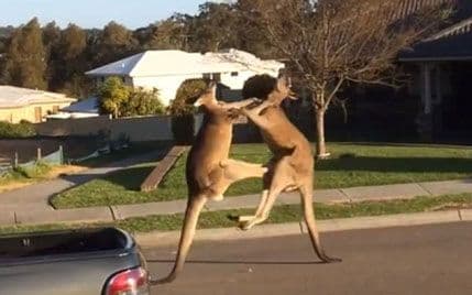 Kombinacija boksa i borilačkih vještina: Kenguri se potukli na sred ulice! Kombinacija boksa i borilačkih vještina: Kenguri se potukli na sred ulice!