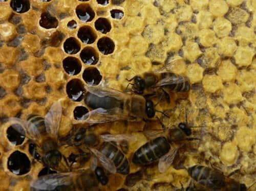 Pčelari zadovoljni količinom sakupljenog meda Pčelari zadovoljni količinom sakupljenog meda