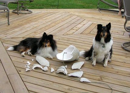 Ko je kriv za loše ponašanje vašeg psa? Ko je kriv za loše ponašanje vašeg psa?