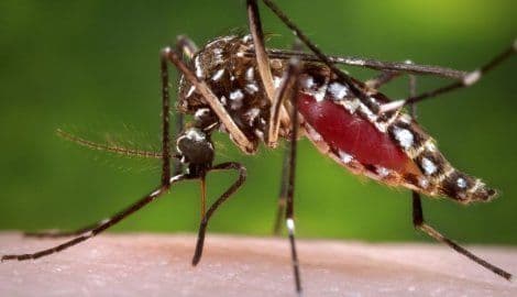 U Srbiji osmoro umrlo od virusa Zapadnog Nila U Srbiji osmoro umrlo od virusa Zapadnog Nila