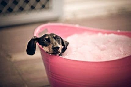 Napravite sami domaću kupku za psa Napravite sami domaću kupku za psa