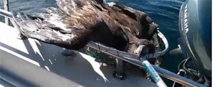 VIDEO: Ribar "upecao" orla VIDEO: Ribar "upecao" orla