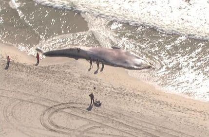 Kit sa džinovskim ujedom nasukan na obali Long Ajlenda Kit sa džinovskim ujedom nasukan na obali Long Ajlenda