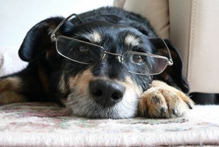 Devet neobičnih savjeta za sve vlasnike pasa Devet neobičnih savjeta za sve vlasnike pasa