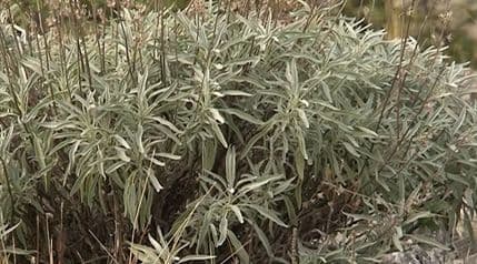 Počela kampanja za zaštitu pelina od nesavjesnog branja (VIDEO) Počela kampanja za zaštitu pelina od nesavjesnog branja (VIDEO)