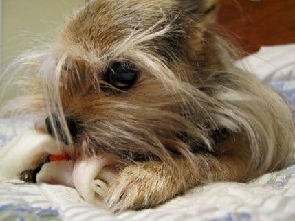 Da li psi osjećaju ljubomoru? Da li psi osjećaju ljubomoru?