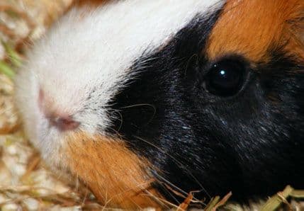 Najčešće zablude o glodarima Najčešće zablude o glodarima