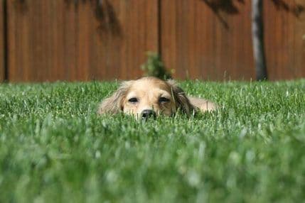 Neobični savjeti za sve vlasnike pasa Neobični savjeti za sve vlasnike pasa