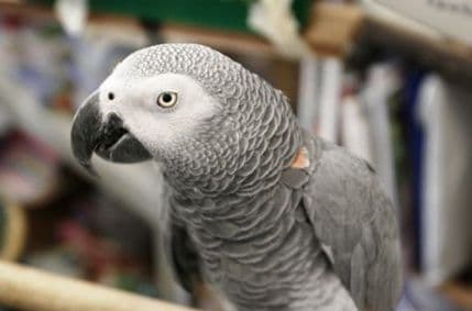 Kalifornija: Papagaj se vratio kući nakon četiri godine i priča španski Kalifornija: Papagaj se vratio kući nakon četiri godine i priča španski