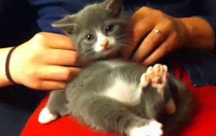 VIDEO: Kako mače uživa u masaži VIDEO: Kako mače uživa u masaži