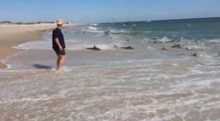 Ručak uz obalu: Morski pasi stigli u plićak (VIDEO) Ručak uz obalu: Morski pasi stigli u plićak (VIDEO)