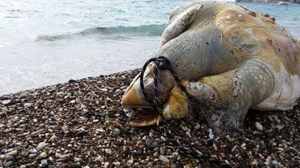 Green Home: Uginula morska kornjača na Slovenskoj plaži jeziv prizor Green Home: Uginula morska kornjača na Slovenskoj plaži jeziv prizor