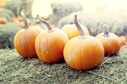 Bundeva čuva zdravlje i ljepotu Bundeva čuva zdravlje i ljepotu