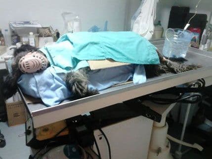 Lakiju ugrađeno sočivo, već reaguje na svjetlost Lakiju ugrađeno sočivo, već reaguje na svjetlost