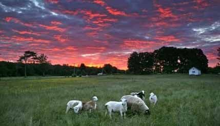 Ovce pojele marihuanu vrijednu 5.000 eura Ovce pojele marihuanu vrijednu 5.000 eura