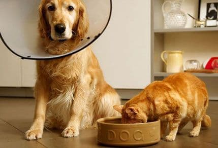 Korisni ljekovi iz kuhinje za vašeg ljubimca Korisni ljekovi iz kuhinje za vašeg ljubimca