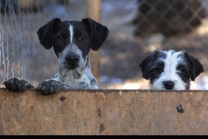 FBI će zlostavljanje životinja tretirati kao i ubistvo FBI će zlostavljanje životinja tretirati kao i ubistvo