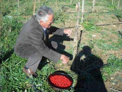 Murino i plantaža "crvenog dijamanta" Murino i plantaža "crvenog dijamanta"